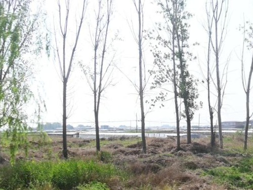 邯郸复兴区史村10亩商业用地转让